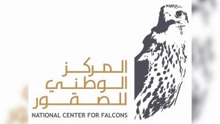 المركز الوطني للصقور ينشر دراسة علمية حول العوامل البيئية المرتبطة بإنتاجية تكاثر الشاهين الجبلي